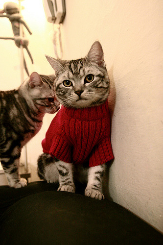 翱翔的雄鹰与孤狼的绝唱,库里里程碑之夜的双重奏